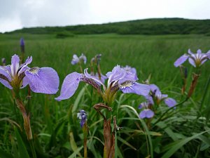 qIEMA